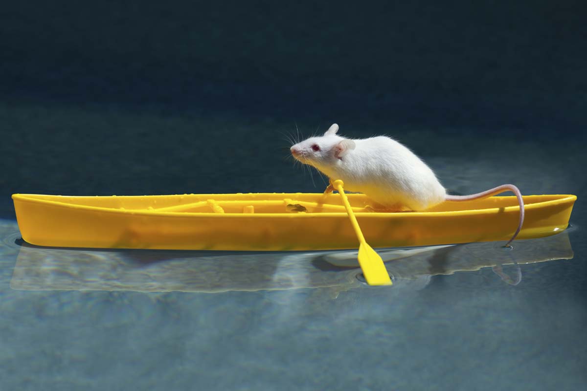 Ahab the Mariner Mouse