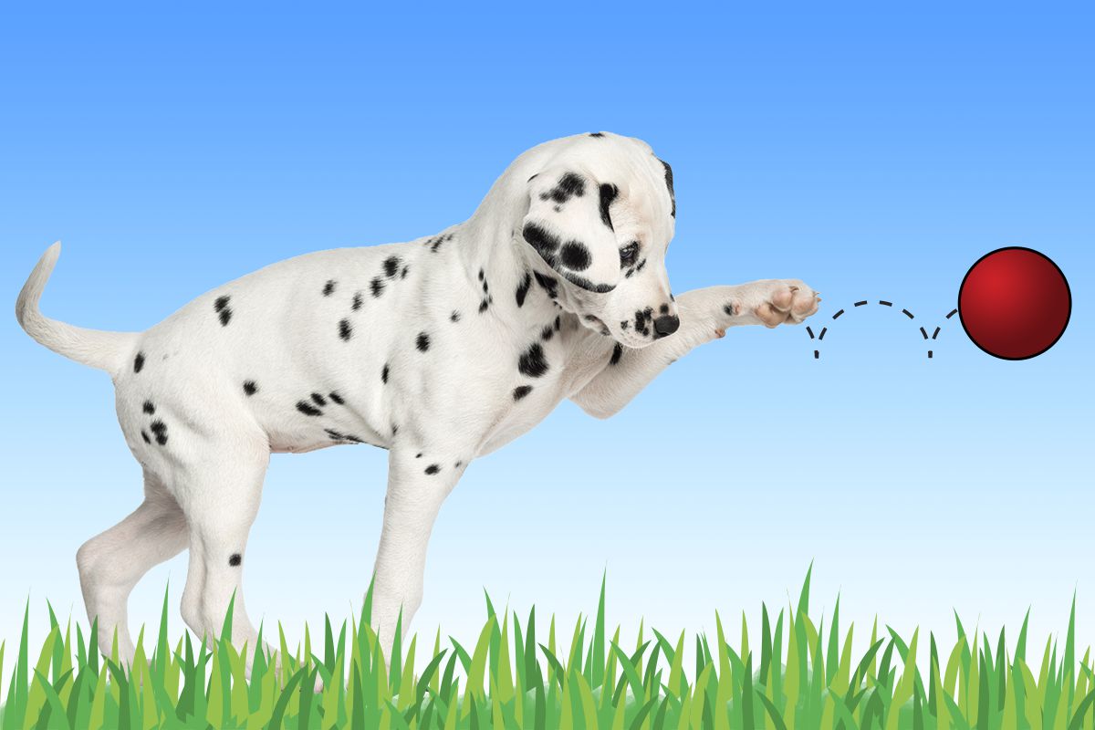 Faith and Dalmations: How I Learned to Believe God