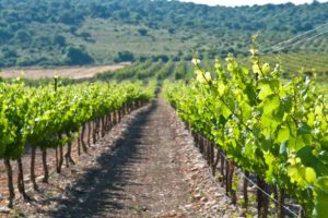 Vineyards in Israel