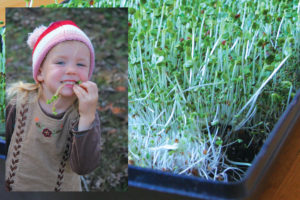 Happy little girl snacking on sprouts in December